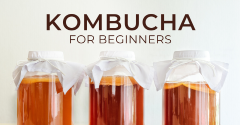 kombucha for beginners